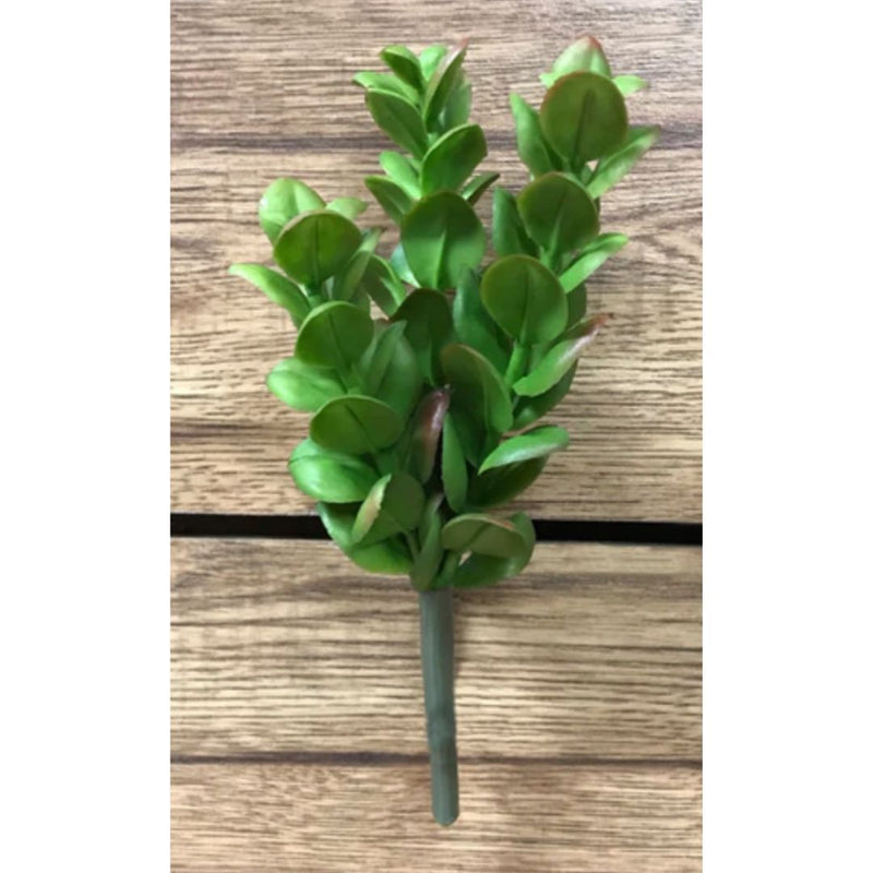 Plante Succulente - Vert