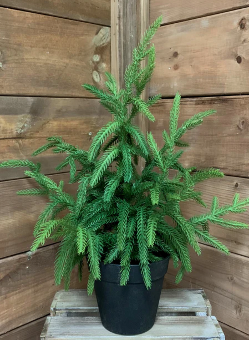 Green Tree Potted - Fresh Touch Fir
