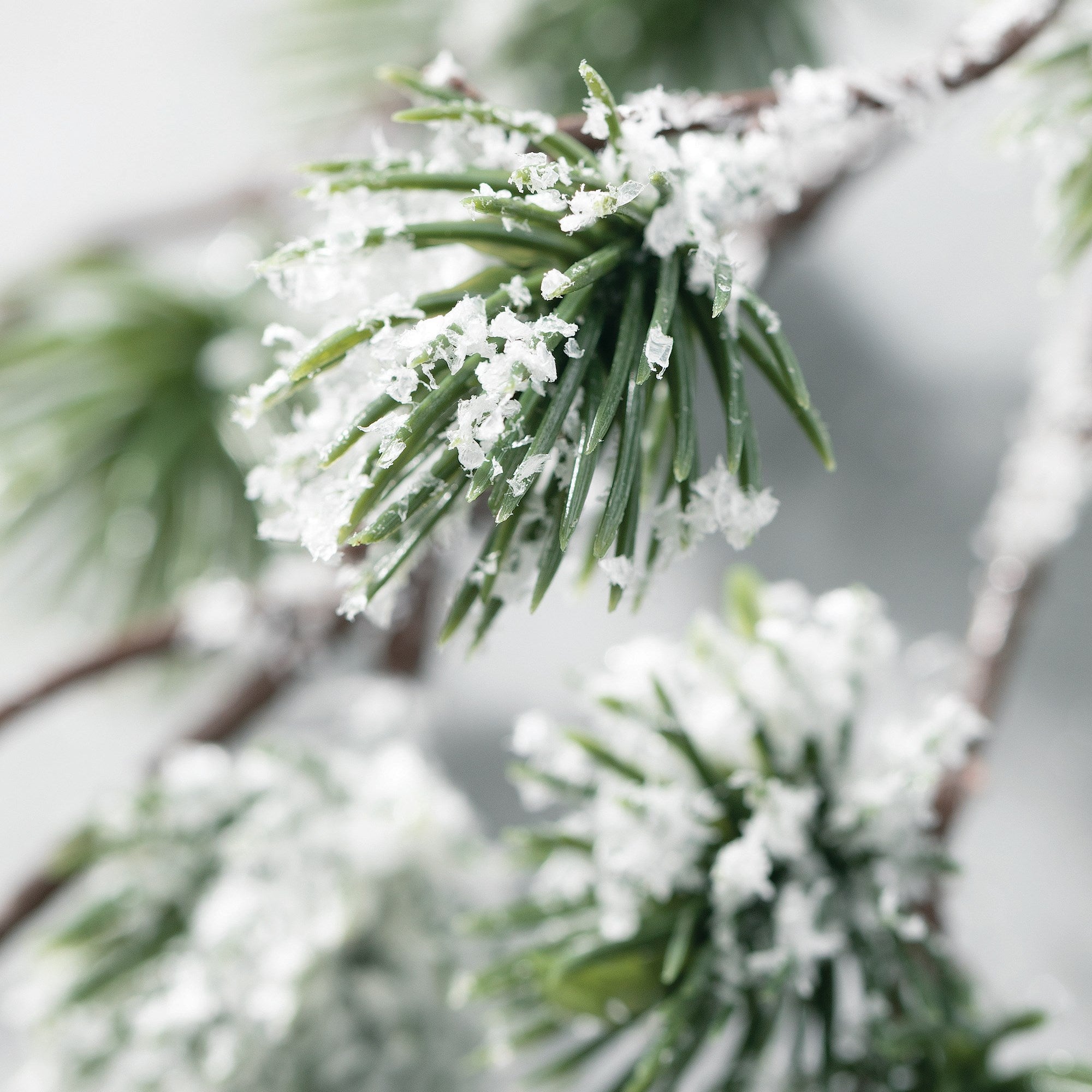 Artificial Greenery - Frosted Pine Spray